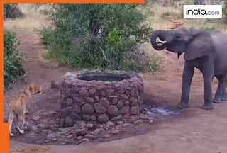 It's elephant vs lion in 'water spraying contest'; who wins? Watch viral video