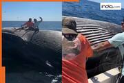 Viral video of drunk fishermen posing for photos on dead whale infuriates internet