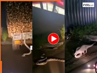 Sanp Aur Nevle Ka Video: ट्रक से कूदकर बिल में घुसने लगा सांप, मगर वहां नेवले ने दबोच लिया | हिला देगा ये वीडियो