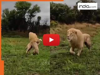 Sher Ka Video: शेरनी को बिना वजह पटककर मारने लगा जंगल का राजा, मगर तभी अनोखी एंट्री से हिल गया बेचारा | देखें वीडियो