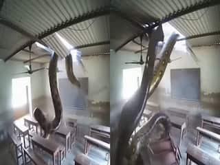 Anaconda Ka Video: क्लास में धम्म से गिरा 20 फीट का एनाकोंडा, फिर जो हुआ देखकर रोंगटे खड़े हो जाएंगे | देखें वीडियो