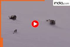 हिमाचल में दिखा कुदरत का खौफनाक मंजर! जब भूखे तेंदुए ने आईबैक्स को बनाया शिकार, देखें VIDEO
