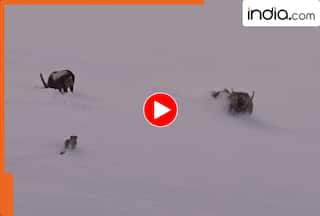 हिमाचल में दिखा कुदरत का खौफनाक मंजर! जब भूखे तेंदुए ने आईबैक्स को बनाया शिकार, देखें VIDEO