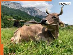 Unbelievable! Cow 'VERONIKA' uses tools like a human; Social media goes crazy - Watch viral video
