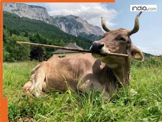 Unbelievable! Cow 'VERONIKA' uses tools like a human; Social media goes crazy - Watch viral video