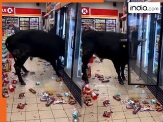 सुपरमार्केट में पहुंच गया विदेशी सांड, पहले हर तरफ तांडव मचाया फिर फ्रिज में बैठ गया