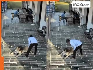 Animal Attack Video: प्यार से डॉगी को खाना खिलाने गया शख्स, मगर जैसे ही परोसा हलक में आ गई जान | देखें वीडियो