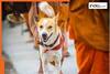 Viral video: This four-legged ‘Indian’ joins Buddhist monks in US for…, reason will melt you heart