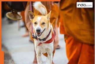 Viral video: This four-legged ‘Indian’ joins Buddhist monks in US for…, reason will melt you heart