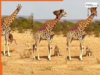 Bandar Ka Video: शेरनी के साथ माइंड गेम खेल गया बंदर, शिकार का लालच देकर बना दिया बुद्धू | देखें वीडियो