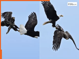 Baaz Ka Video: आसमान में स्टंट दिखाने लगे दो बाज, कलाबाजियां ऐसी दांतों तले उंगली दबा लेंगे | देखें वीडियो