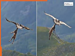 Eagle Attack Video: हिरण को पहले पंजे में दबोचा, फिर आसमान में उड़ गया शिकारी बाज | देखिए