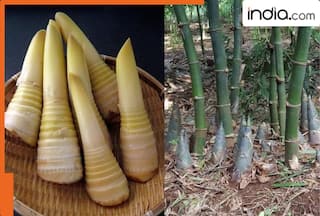 वैज्ञानिकों ने बांस को बताया नया सुपरफूड! बीपी कंट्रोल-पेट को स्वस्थ रखने में है बेहद असरदार