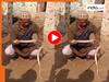 सांप को पकड़ रील बनाना पड़ा भारी, शख्स की चली गई जान;  Video देख सहमे लोग