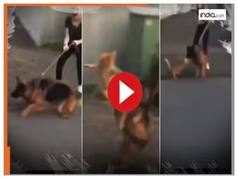 Animal Fight Video: बिल्ली को छेड़ने की गलती कर गया डॉगी, उसके बाद तो मालिक तक के होश उड़ गए | देखें वीडियो