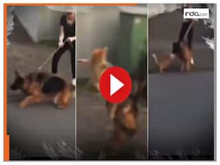Animal Fight Video: बिल्ली को छेड़ने की गलती कर गया डॉगी, उसके बाद तो मालिक तक के होश उड़ गए | देखें वीडियो