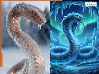 बर्फ का नागराज! आधा शरीर जमने के बाद भी जिंदा रहता है ये सांप
