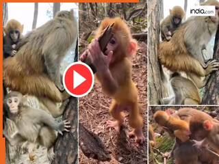 Funny Video Today: बंदरिया के सामने ऐसी हरकत करने लगा बंदर, देख लिया तो पेट पकड़कर हंसेंगे