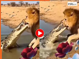 Sher Ka Video: पानी पीने गए शेर पर टूट पड़ा मगरमच्छ, फिर जो दिखा हिल ना जाओ कहना | देखें वीडियो