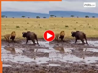 Sher Ka Video: इस बार कमजोर भैंसे से ही हार गया शेर, फजीहत हुई तो उल्टे पांव भाग निकला | देखें वीडियो