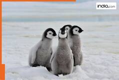 Penguins gift 'fish' to scientist for saving 4 penguin chicks; heartwarming video goes viral | WATCH
