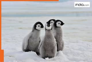 india.com top news