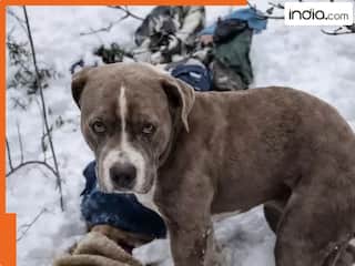 इंसान साथ छोड़ देते हैं, लेकिन कुत्ते नहीं; हिमाचल की बर्फ में 4 दिन तक पिटबुल ने की मालिक के शव की रखवाली