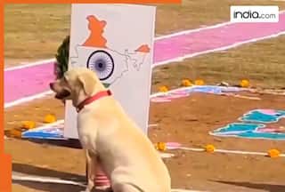 Republic Day 2026: this fur ball selects India among Pakistan, England, and Germany; video goes viral