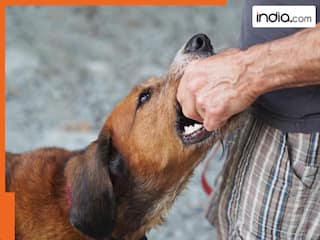 रेबीज से मौत पर लगेगा ब्रेक! दिल्ली सरकार ने बनाया मास्टर प्लान, युद्ध स्तर पर होगा काम