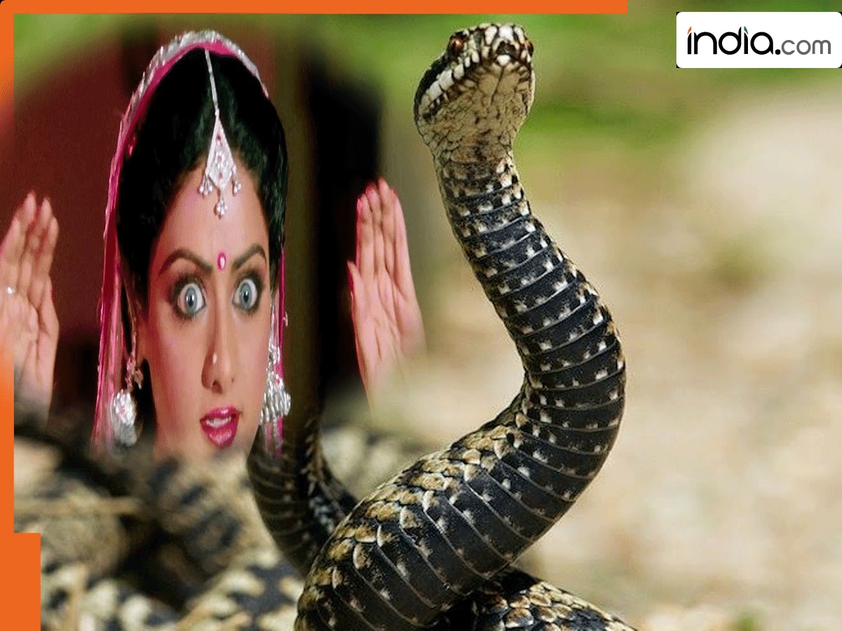 श्रीदेवी का मशहूर गाना 'मैं तेरी दुश्मन, दुश्मन तू मेरा' बजाकर बिहारी लड़के ने नागिन को बिल से निकालकर नचाया, लोग बोले- नागमणि लेकर मानेगा