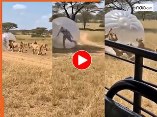 Sher Ka Video: मस्ती करने जंगल गया था शख्स, मगर शेरों की टोली ने बेचारे को फुटबॉल बना दिया | देखें वीडियो