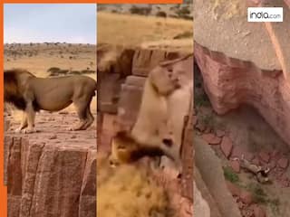 Sher Ka Video: शिकार करने आए शेर को ही लपेट दिया, चुपके से आई पहाड़ी बकरी और खाई में धक्का दे दिया | देखें वीडियो