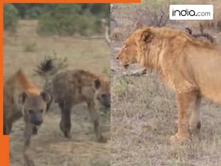 Sherni Ka Video: लकड़बग्घों के चंगुल में बुरी तरह फंस गई शेरनी, जान चली ही जाती मगर बचाने आ गया हाथी | देखें वीडियो