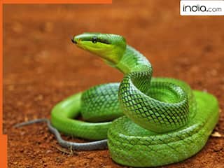 बिहार यूनिवर्सिटी के वैज्ञानिकों का कमाल- मात्र 50 रुपये में सांपों से छुटकारा, घर में नहीं घुसेगा सांप, बनाया 'स्नेक बैरियर'