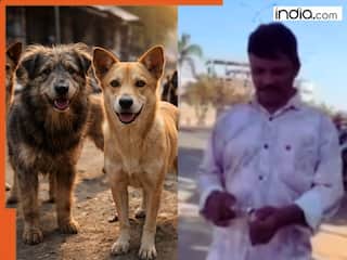 दरिंदगी की सीमा पार! 7 दिन में 500 आवारा कुत्तों को जहर का इंजेक्शन देकर मार डाला, वजह जान खौल उठेगा आपका भी खून