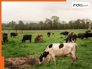 आवारा पशु पालो और पाओ पैसे! इस राज्य की सरकार दे रही 12000 रुपये, यहां जानें पूरी डिटेल