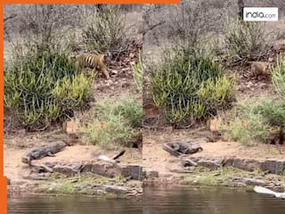 Magarmach Aur Bagh Ka Video: पानी से निकलकर धूप सेंक रहा था मगरमच्छ, तभी बाघ ने मार दी एंट्री | हिला देगा आगे का नजारा