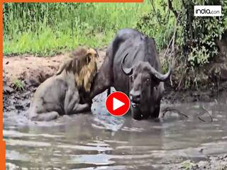 Sher Aur Bhense Ka Video: दो सेकेंड कांपा फिर डरकर भाग गया शेर, भैंसे ने दबा दी बेचारे की दुखती नस | देखें वीडियो