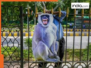लंगूर की आवाज निकालो और नौकरी ले जाओ, दिल्ली सरकार ने निकाली गजब की वैकेंसी