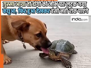 Viral Video Today: गुस्सा आया तो डॉगी की जीभ पर लटक गया कछुआ, फिर जो हुआ देखकर हंसी नहीं रोक पाएंगे | देखें वीडियो