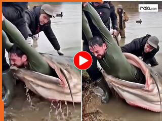 Machhli Ka Video: शख्स को देखते ही निगल गई 15 फीट की मछली, फिर भी जिंदा निकाल लाए दोस्त | देखें वीडियो