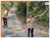 King Cobra Ka Video: किंग कोबरा को पकड़कर हवा में उठाने लगा शख्स, फिर जो हुआ अंदर तक हिल जाएंगे | देखें वीडियो
