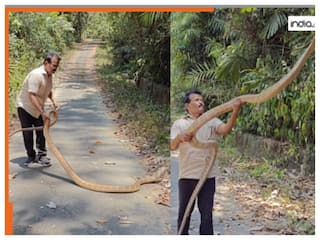 King Cobra Ka Video: किंग कोबरा को पकड़कर हवा में उठाने लगा शख्स, फिर जो हुआ अंदर तक हिल जाएंगे | देखें वीडियो