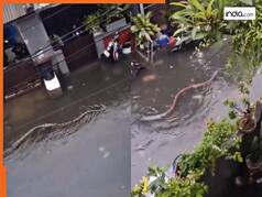 Azgar Ka Video: बारिश के पानी में बहकर आया 5 मीटर लंबा अजगर, फिर जो हुआ यकीन ना करेंगे | देखें वीडियो
