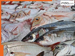 बांग्लादेश से आ रही 'खतरनाक मछलियां'! इस राज्य का एक्शन, दो जिलों में बिक्री पर बैन