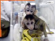 पड़ोसी देश में मिल रहा 18 लाख रुपये का एक बंदर, क्यों बढ़ गई है लैब मंकी की कीमत?