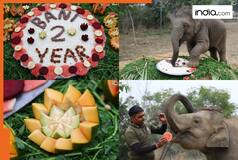 Baby elephant Bani's second birthday celebrated with pomp and yummy treat