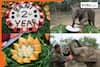 Baby elephant Bani’s second birthday celebrated with pomp and yummy treat