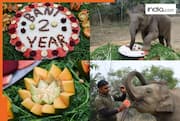 Baby elephant Bani's second birthday celebrated with pomp and yummy treat