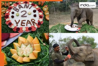 Baby elephant Bani's second birthday celebrated with pomp and yummy treat